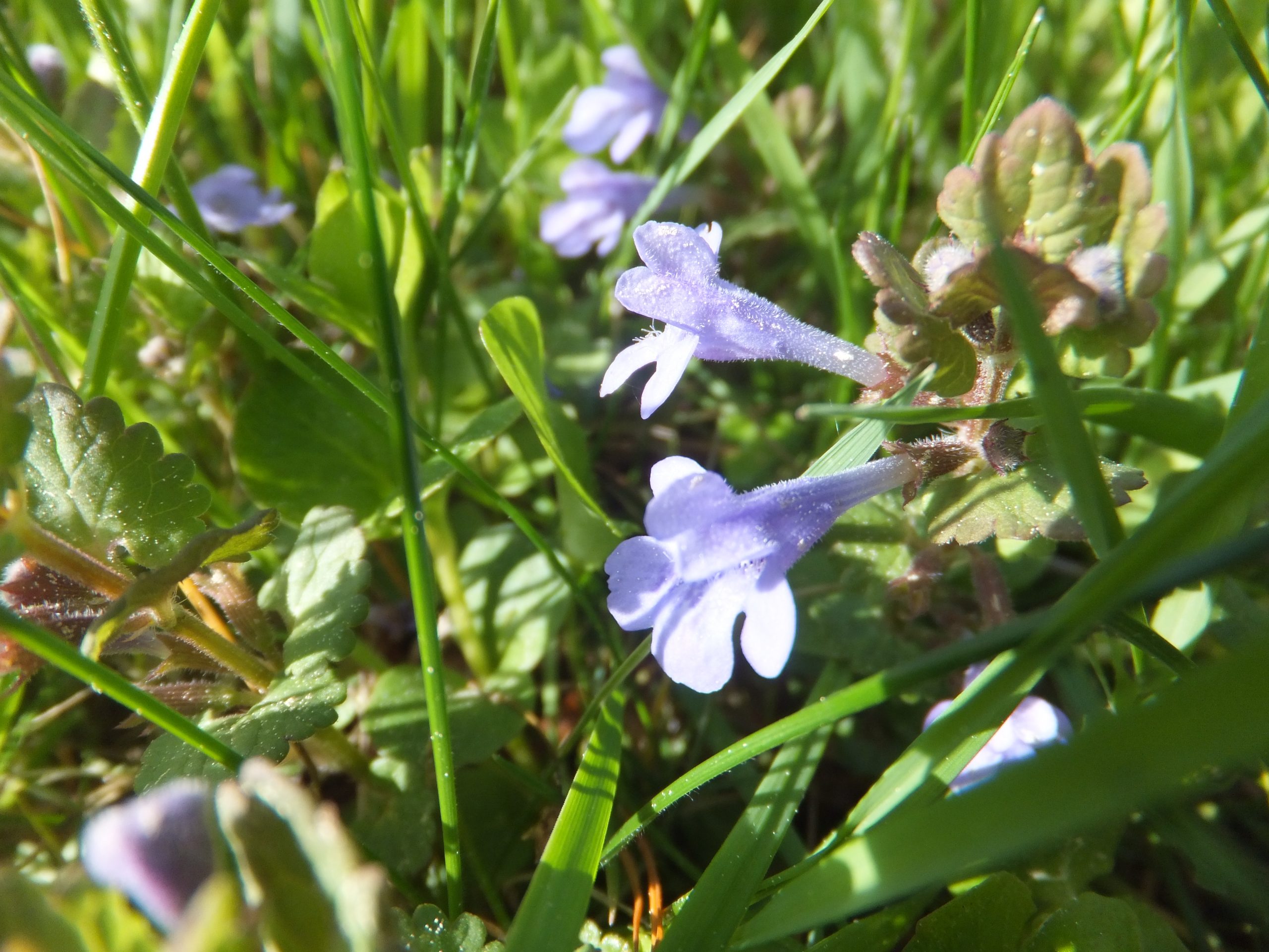 Wildkräuterführungen zu den verschiedenen Jahreszeiten